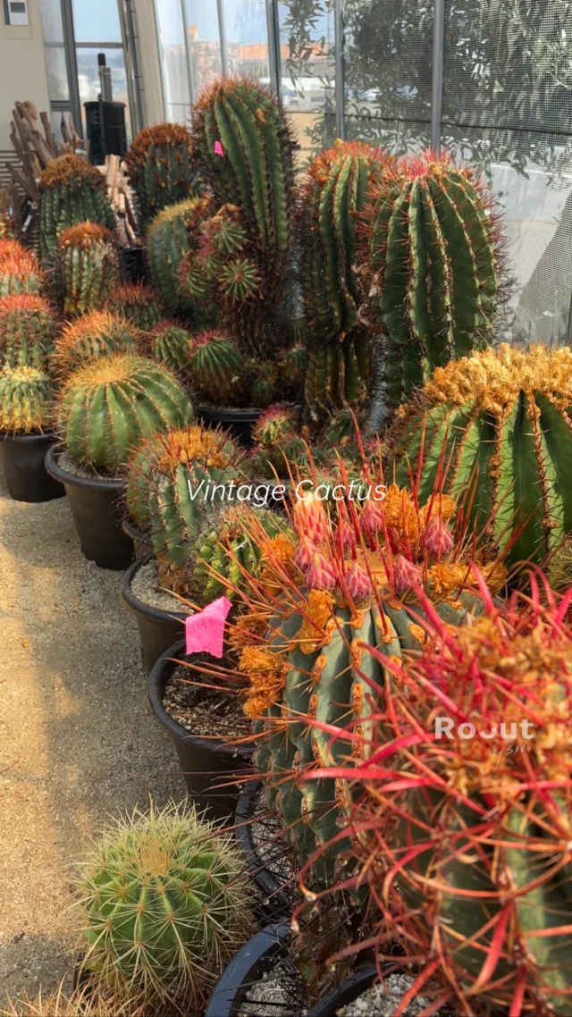 Roout by SAVO | Garden Shop / Plant Nursery