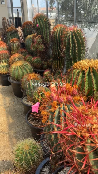 Roout by SAVO | Garden Shop / Plant Nursery